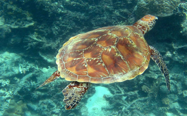 300+ hình ảnh con rùa vàng biển, cute, đẹp nhất hiện nay