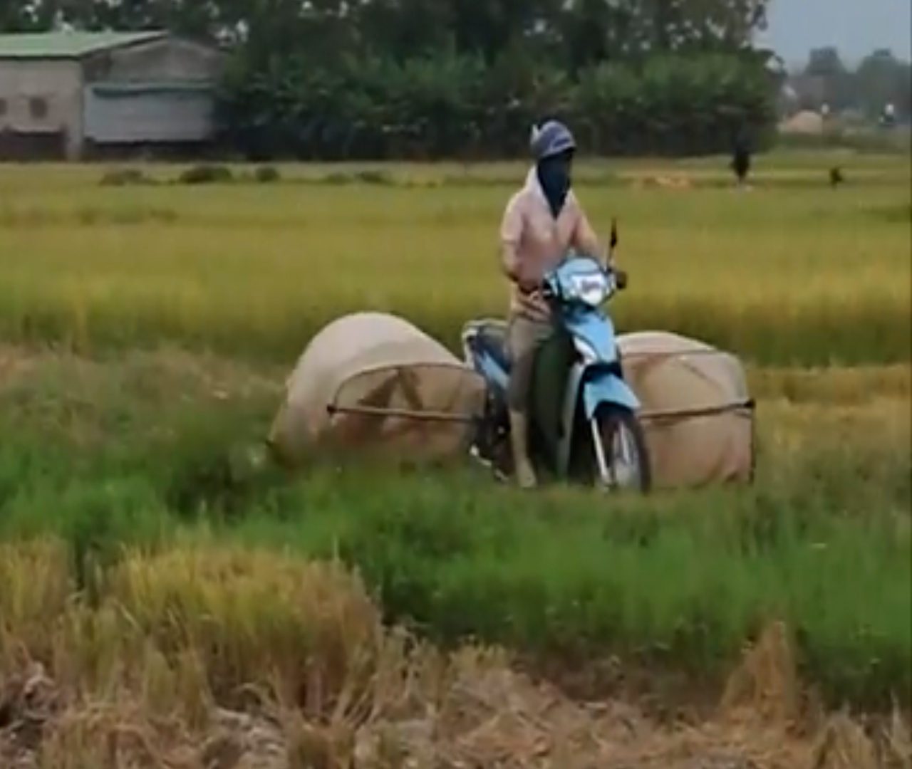 Chạy xe máy săn 'tôm bay' ở Nghệ An