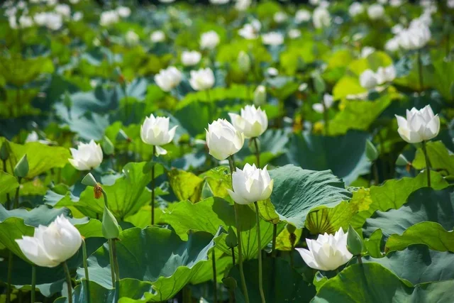 top 5 lotus flower shooting locations in hanoi that you should not miss