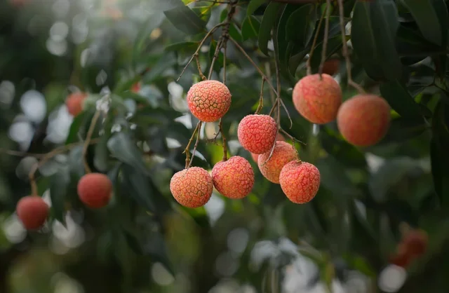 thanh ha lychee season: sweet and fragrant fruit in summer