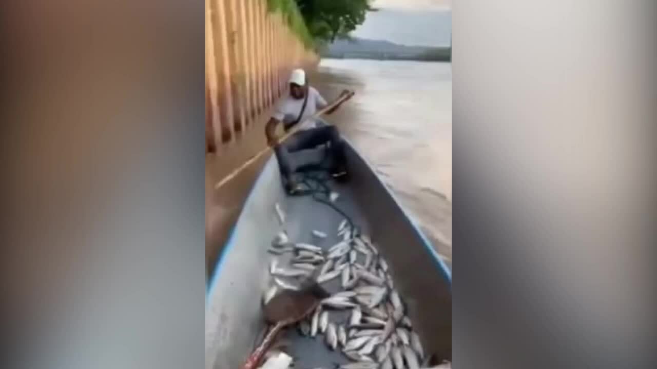 Dùng thanh tre bắt cá đầy xuồng máy