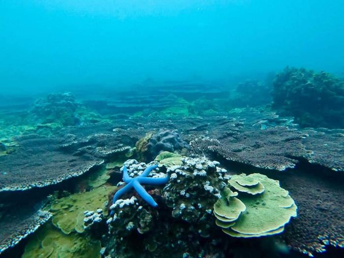 Lặn ngắm san hô bán đảo Sơn Trà vui quên lối về với cảnh đẹp đại dương