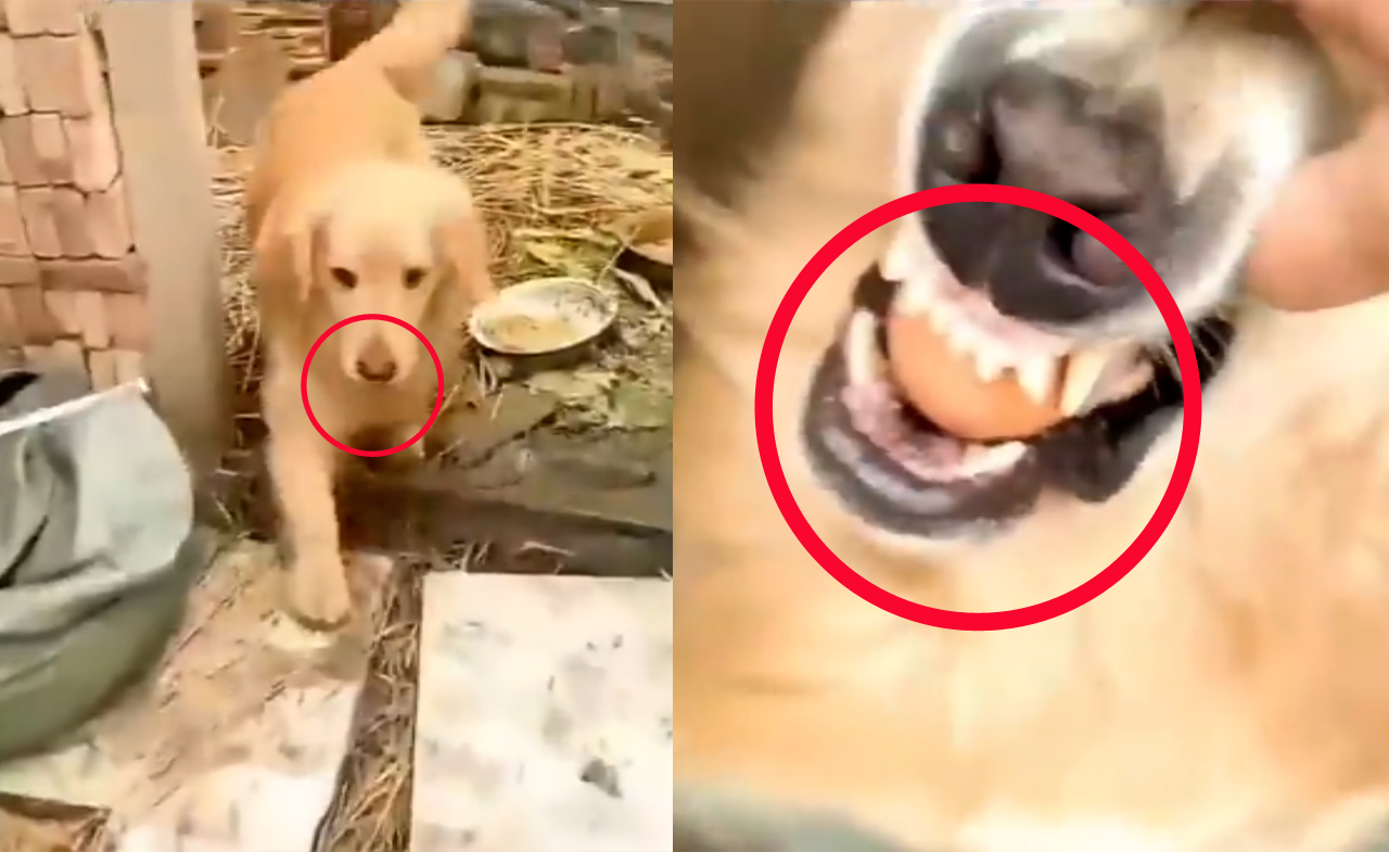 Cún cưng 'bình chân như vại' khi trộm trứng