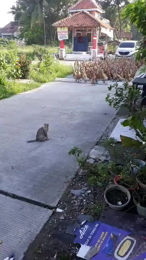 Đàn vịt dạt một bên tránh mặt mèo