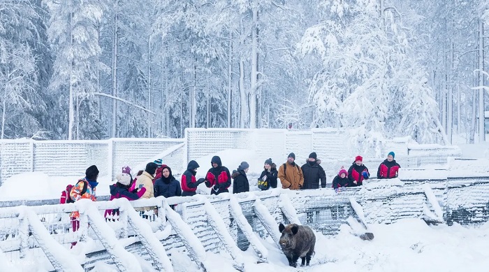 Lạc vào thế giới hoang dã tại công viên động vật hoang dã Ranua Phần Lan