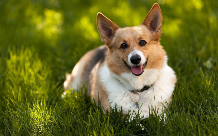 Chó Corgi Mông Trái Tim | Đặc Điểm, Cách Chăm Sóc, Giá Bán