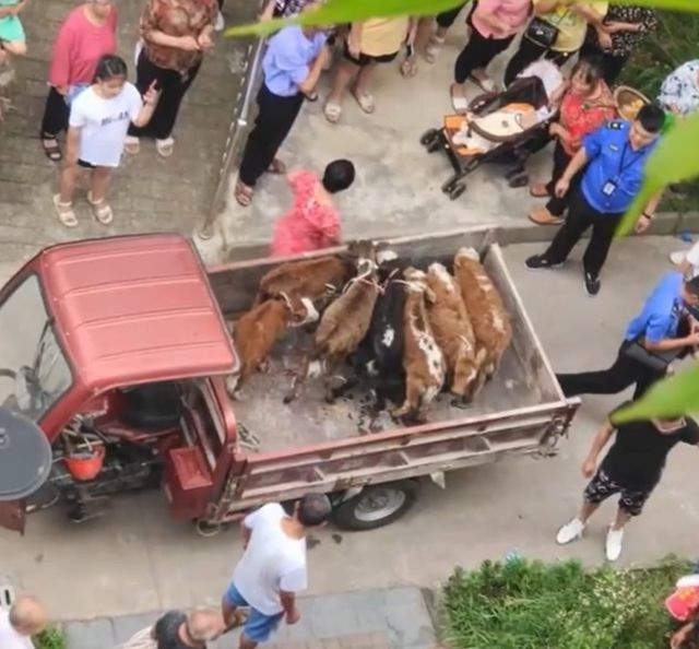 Nuôi 7 con bò ngoài ban công chung cư ở Trung Quốc