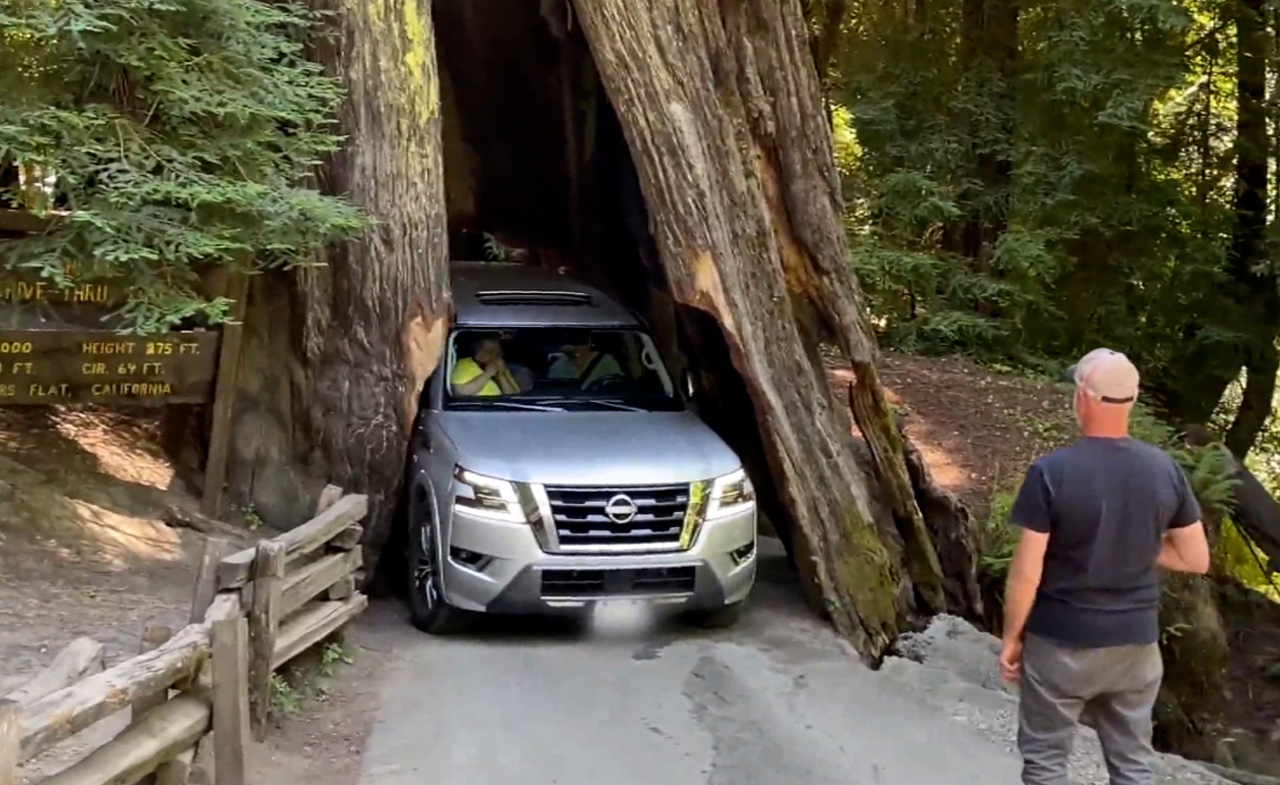 Tài xế cố lái ôtô qua thân cây khổng lồ