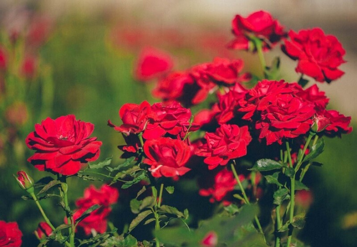Top 4 vườn hoa hồng Đà Lạt đẹp tha hồ check in