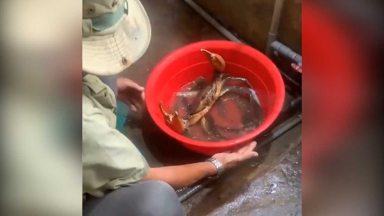 Bắt được cua biển khủng 1,7 kg ở Sóc Trăng