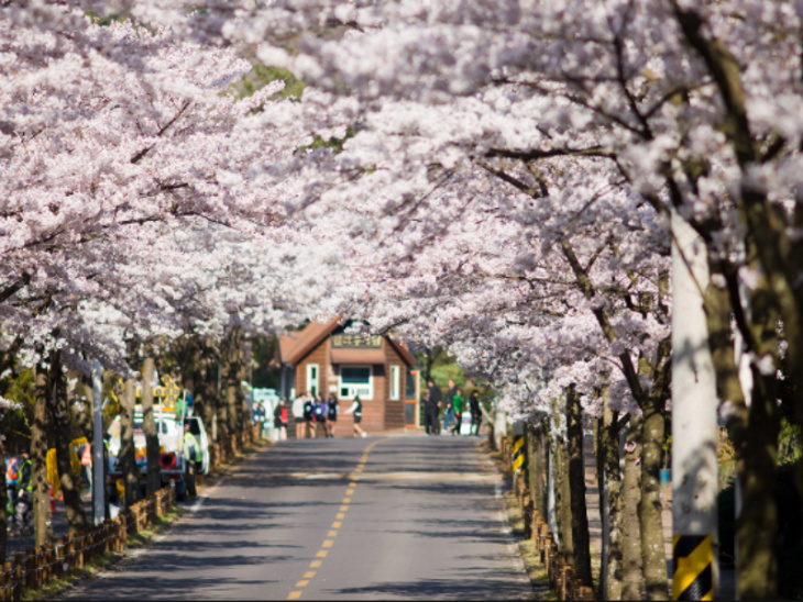Du Lịch Hàn Quốc Mùa Đẹp Nhất - Gợi Ý Thời Điểm Lý Tưởng