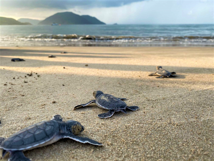 Khám phá top khách sạn Côn Đảo luôn được du khách “chọn mặt gửi vàng” cho mùa thả rùa về biển