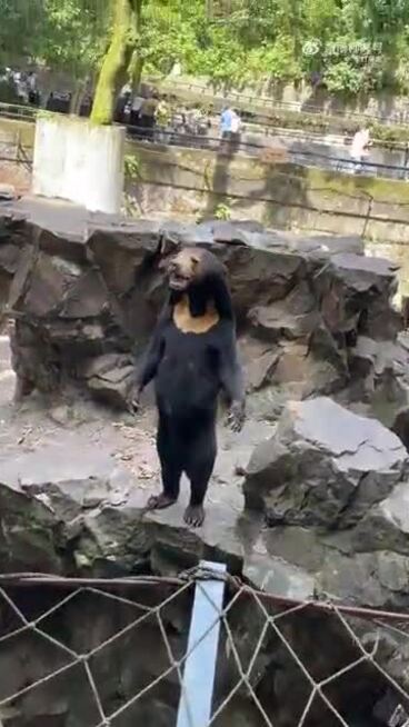 Vườn thú Trung Quốc 'hô biến' người thành gấu chó?