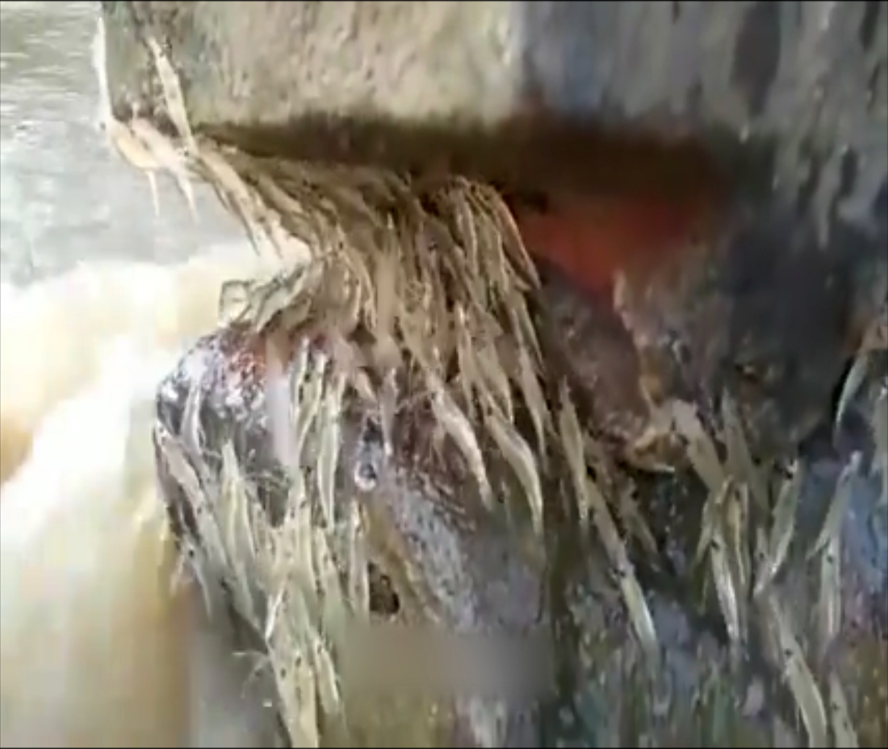 Đàn tôm trèo lên vách đá tránh nước chảy xiết