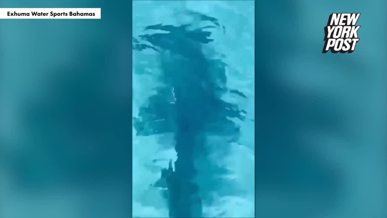 Chó nhảy xuống biển tấn công cá mập búa khổng lồ