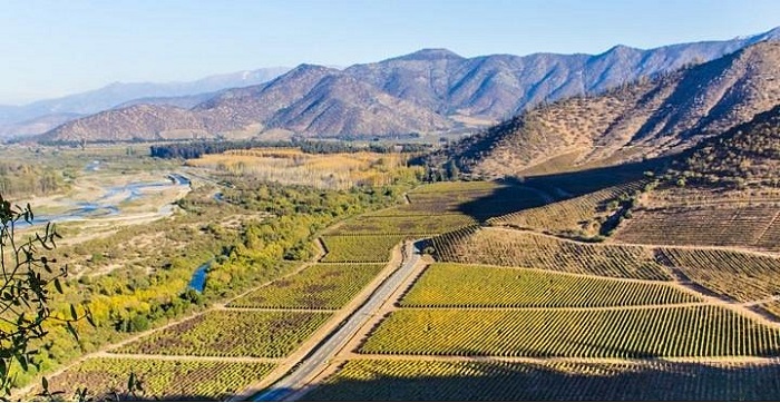 Tham quan vườn nho và nếm thử rượu vang ở thung lũng Maipo Chile