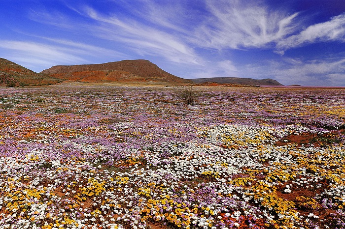 Ngắm hoa dại nở rộ trong vườn quốc gia Namaqua Nam Phi