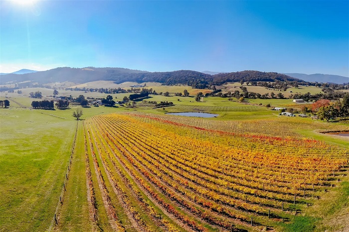 Lạc vào 'thiên đường rượu vang' tại thung lũng Yarra Úc