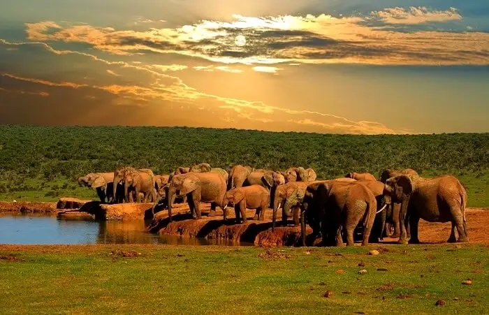 Vườn quốc gia voi Addo Nam Phi: nơi bảo vệ những chú voi châu Phi