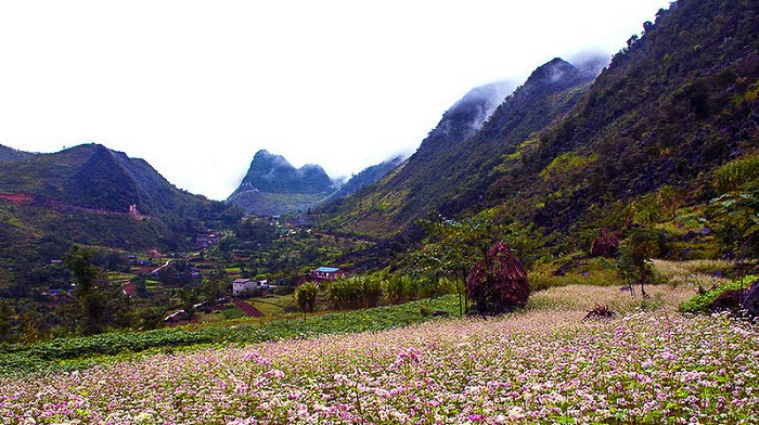 Top 10 địa điểm ngắm hoa tam giác mạch đẹp nhất ở Hà Giang