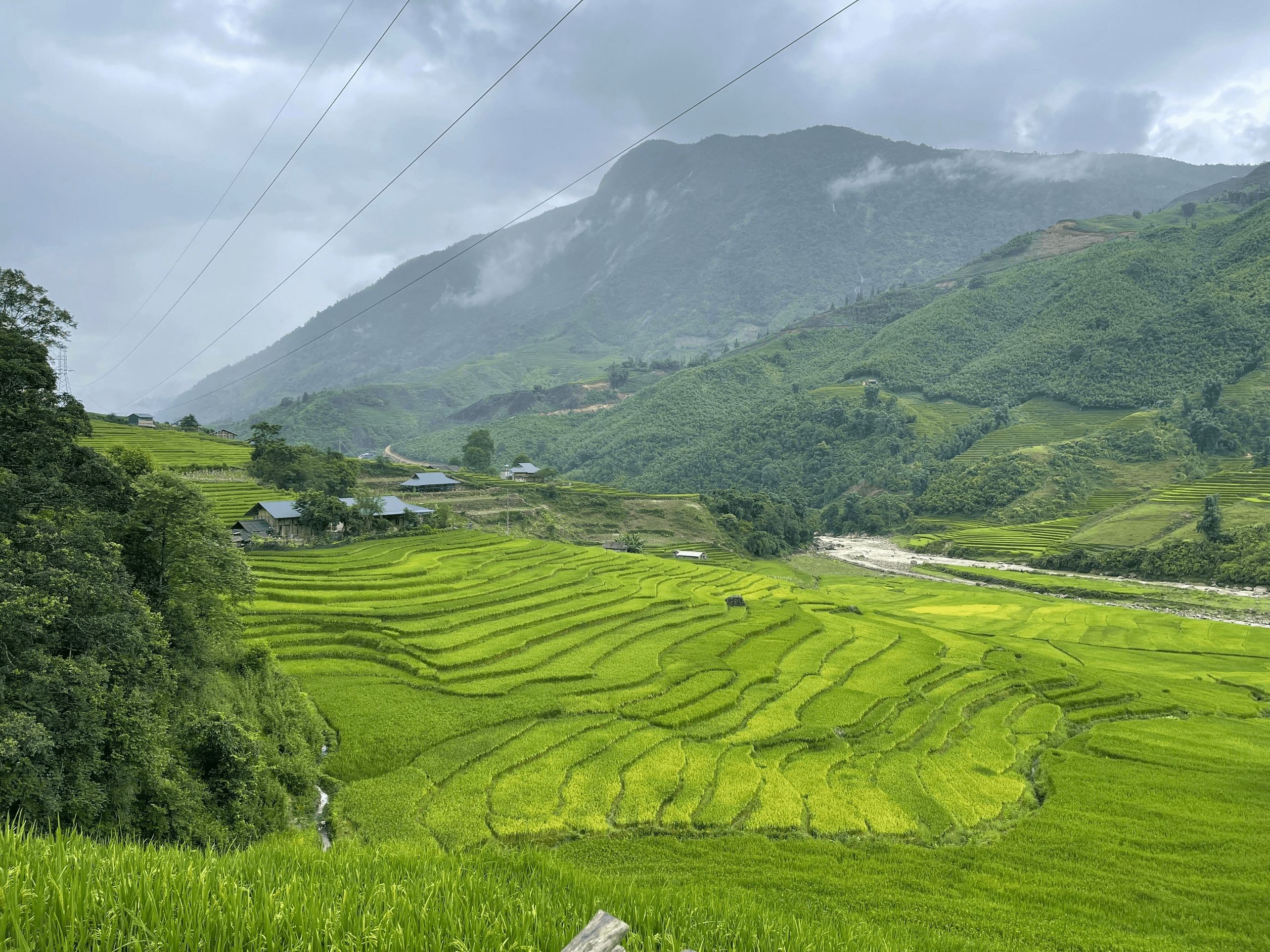 Ngắm mùa lúa xanh ở đâu đẹp nhất khi đến Lào Cai.
