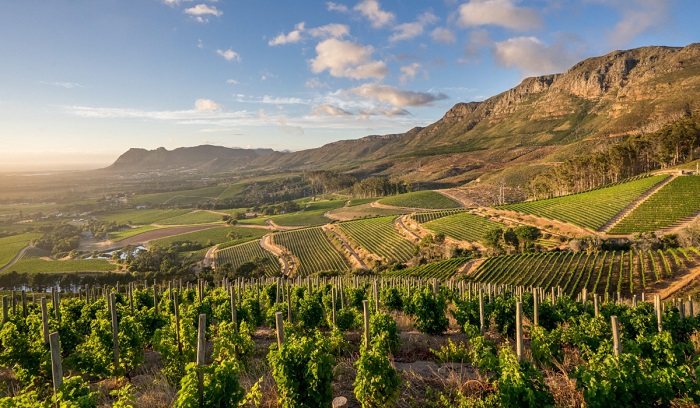 Nếm thử rượu vang thơm ngon tại thung lũng Constantia Nam Phi