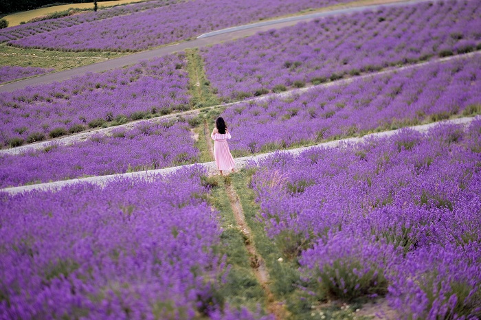 Những cánh đồng hoa oải hương tại Hokkaido: Top tọa độ đáng để ghé thăm