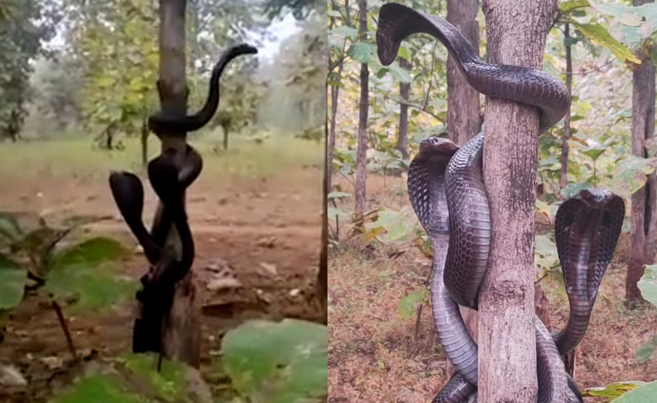 Ba con rắn hổ mang 'quấn quýt' trên thân cây