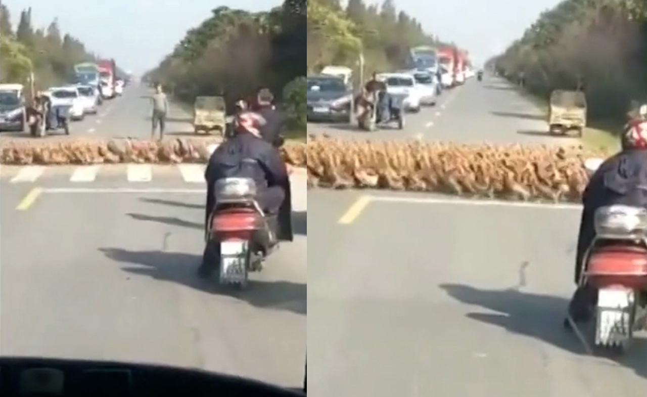 20.000 con vịt sang đường khiến giao thông ùn tắc