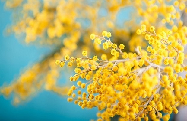 Gặp nhau khi mùa hoa mimosa Đà Lạt nở vào mùa đông này nhé!