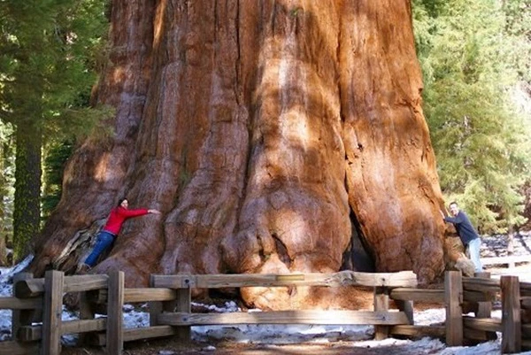 khám phá, điểm du lịch, 5 “cây” giá trị nhất trên thế giới: 1 cây thành khu rừng, 1 cây giấu 2 tấn nước, 1 cây biết đi bộ