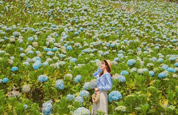 Happy Garden Đà Lạt – Khám phá vườn hoa cẩm tú cầu đẹp nhất Đà Lạt