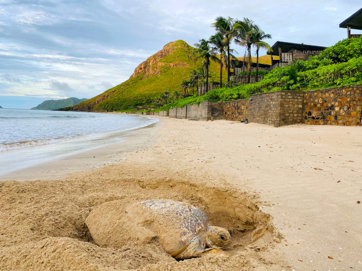 Đến Six Senses Côn Đảo trải nghiệm hoạt động “Ấp Trứng Rùa Xanh & Thả Rùa Biển”