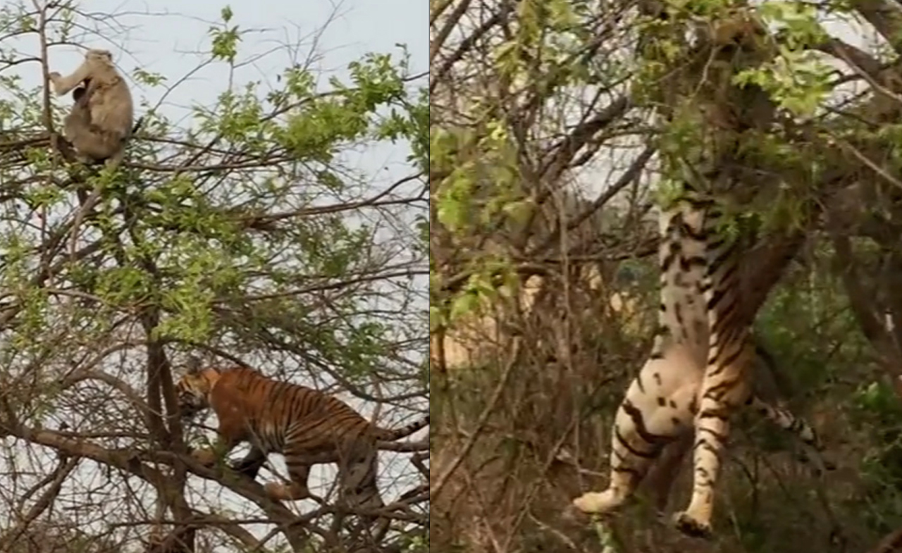 Hổ trả giá vì học đòi trèo cây bắt khỉ