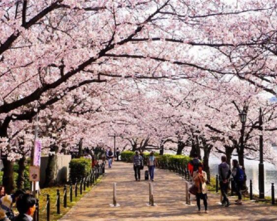 Top 10 địa điểm ngắm hoa anh đào hấp dẫn nhất Nhật Bản