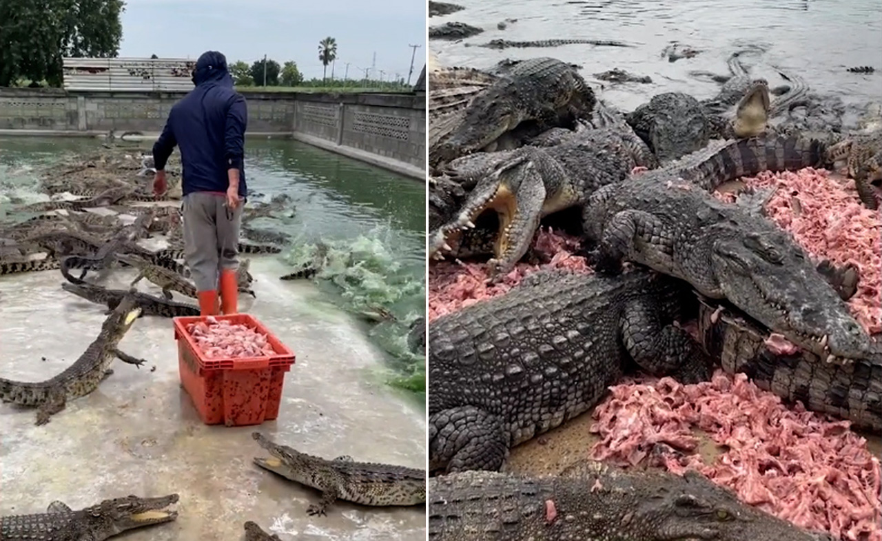 'Việc nhẹ lương cao' khi cho 10.000 con cá sấu đói ăn thịt tươi