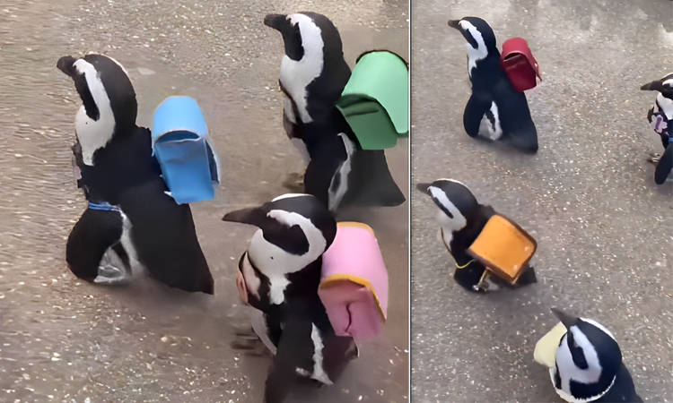Chim cánh cụt đeo ba lô đi du lịch
