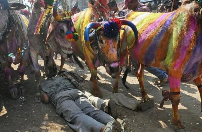 Kỳ lạ truyền thống để bò giẫm lên người để lấy may ở Ấn Độ