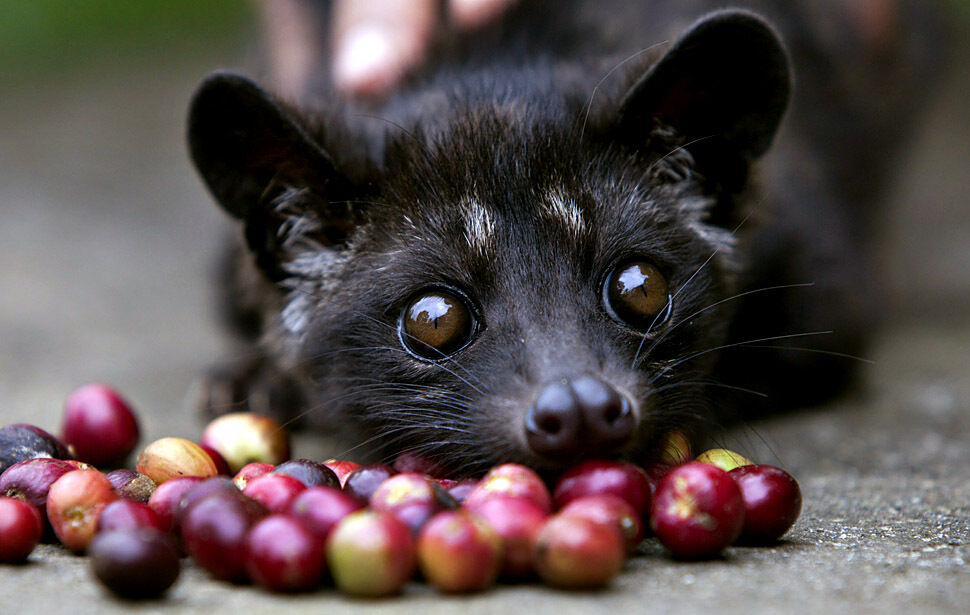 Cà phê chồn Kopi Luwak: Góc khuất tàn nhẫn ít ai biết!