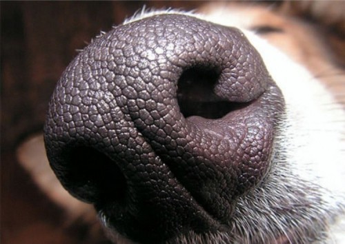 8 sự thật thú vị về loài chó khiến bạn bất ngờ