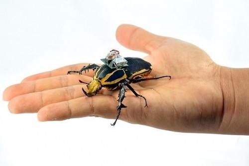 5 loại côn trùng được dùng làm vũ khí chiến tranh