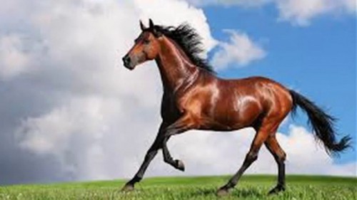 10 loài động vật nhanh nhất thế giới