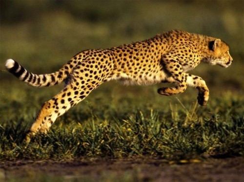 10 loài động vật nhanh nhất thế giới
