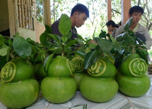 9 trái cây lạ giúp nông dân việt nam làm giàu