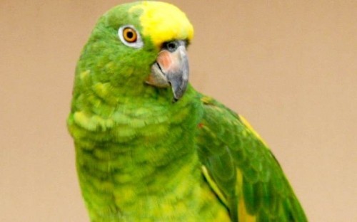 10 loài chim biết nói thông minh nhất thế giới