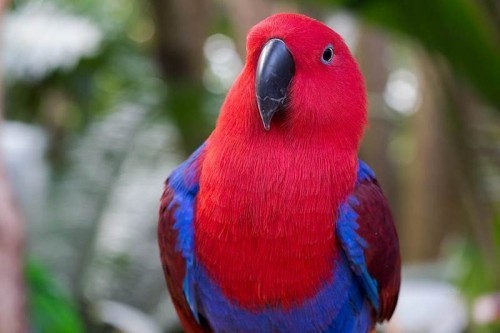 amazon,  10 loài chim biết nói thông minh nhất thế giới