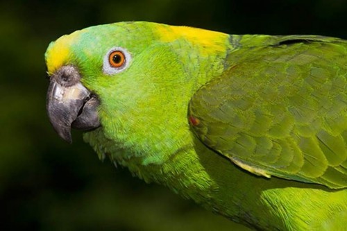 amazon,  10 loài chim biết nói thông minh nhất thế giới