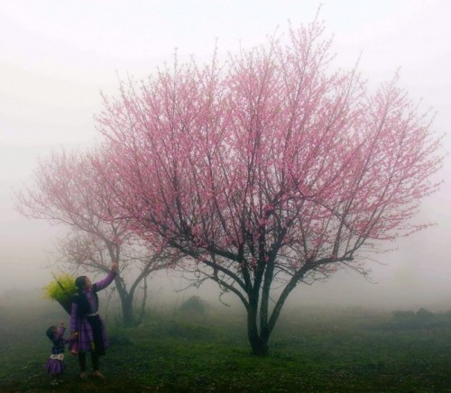 10 mùa hoa đẹp nhất Việt Nam
