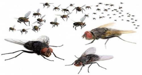 8 cách diệt ruồi trong nhà hiệu quả mà an toàn