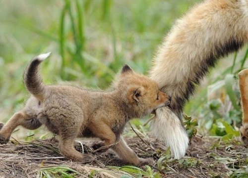 10 biểu cảm hài hước và đáng yêu nhất của động vật .